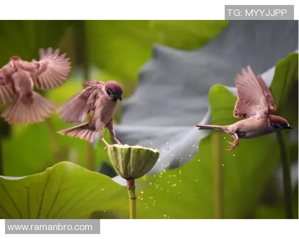 足球麻雀的魅力碰撞：当绿茵场与雀桌相遇的奇妙体验